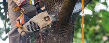 Best Tree Health Inspection  in Santa Teresa, NM