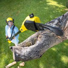 Organic Lawn Care Solutions in Santa Teresa, NM