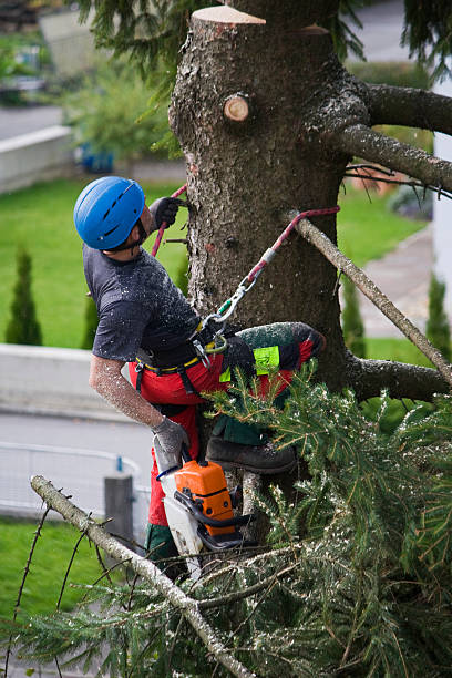 Leaf Removal in Santa Teresa, NM