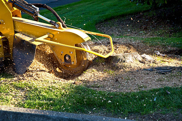 How Our Tree Care Process Works  in Santa Teresa, NM