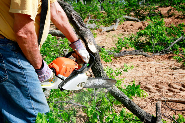 Santa Teresa, NM Tree Services Company